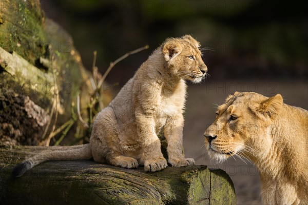 Asiatic lion (Panthera leo persica) lioness with her cub, captive, habitat in India