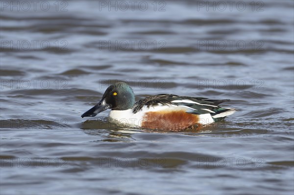 Shoveler duck (Anas clypeata) adult male bird on a lake, England, United Kingdom, Europe