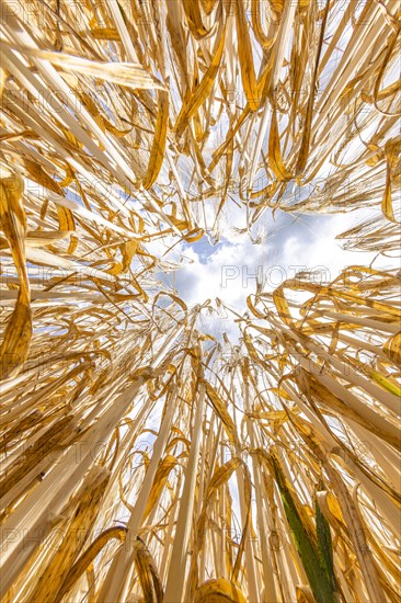 View from below from a frog's perspective into a barley field with blue sky in the background, Cologne, North Rhine-Westphalia, Germany, Europe