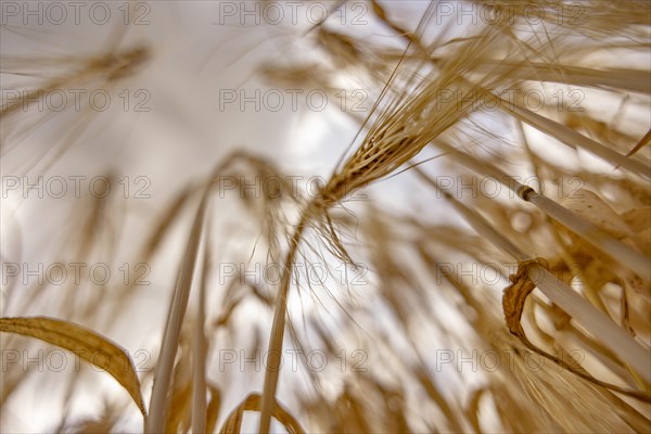 Detailed view of a barley field with focus on individual ears, Cologne, North Rhine-Westphalia, Germany, Europe