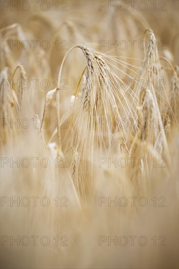 Close-up of individual ripe ears of grain in a field with Barley, Cologne, North Rhine-Westphalia, Germany, Europe