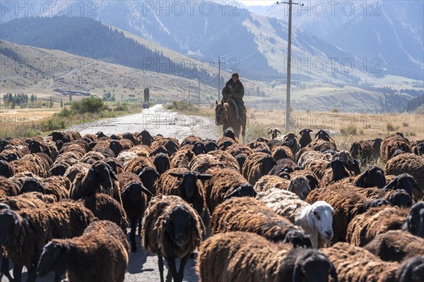 Riders driving a herd of sheep on the road, Kyrgyzstan, Asia