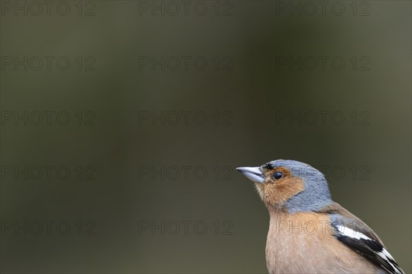 Eurasian chaffinch (Fringilla coelebs) adult male bird head portrait, England, United Kingdom, Europe