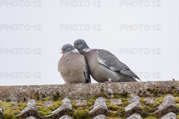 Wood pigeon (Columba palumbus) two adult birds courting on a rooftop, England, United Kingdom, Europe