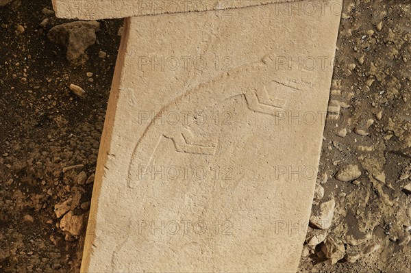 Gobekli Tepe neolithic archaeological site dating from 10 millennium BC, Massive stone pillars with sculptural relief of wild animals, Potbelly Hill, Sanliurfa, Turkey, Asia