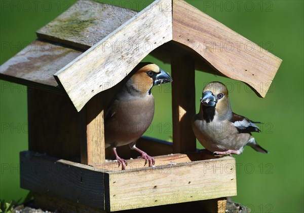 Hawfinch (Coccothraustes coccothraustes) during mating feeding in the bird house in spring