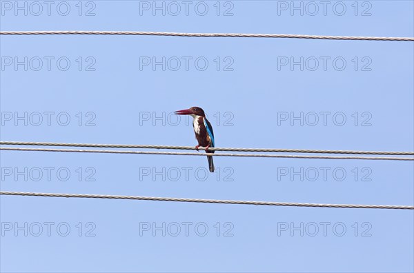 White-throated kingfisher (Halcyon smyrnensis) or Common kingfisher against a blue sky, Backwaters, Kumarakom, Kerala, India, Asia