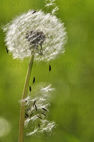 Blowball, Germany, Europe