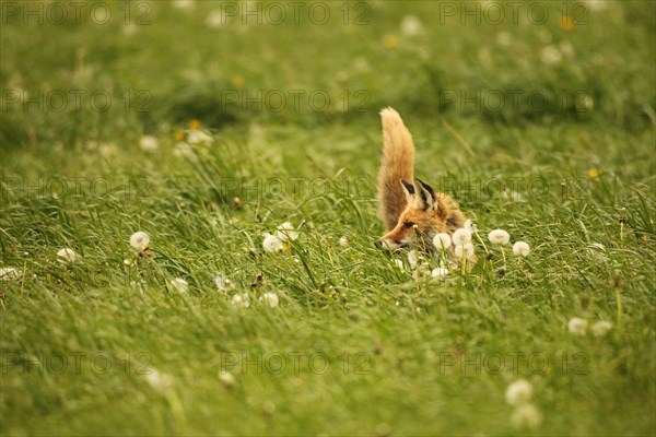 Fox (Vulpes vulpes) looking for fawns (Capreolus capreolus) in tall grass with faded common dandelion (Taraxacum) Allgaeu, Bavaria, Germany, Europe