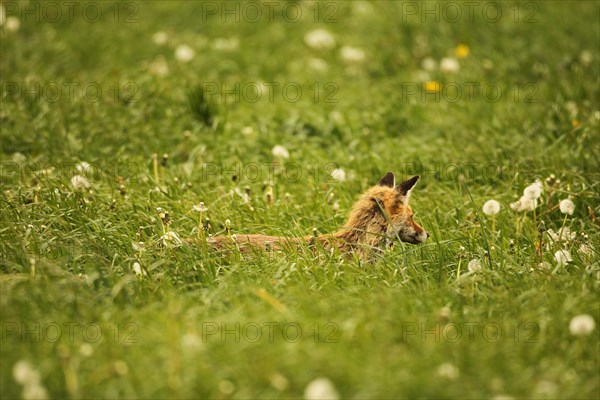 Fox (Vulpes vulpes) looking for fawns (Capreolus capreolus) in tall grass with faded common dandelion (Taraxacum) Allgaeu, Bavaria, Germany, Europe