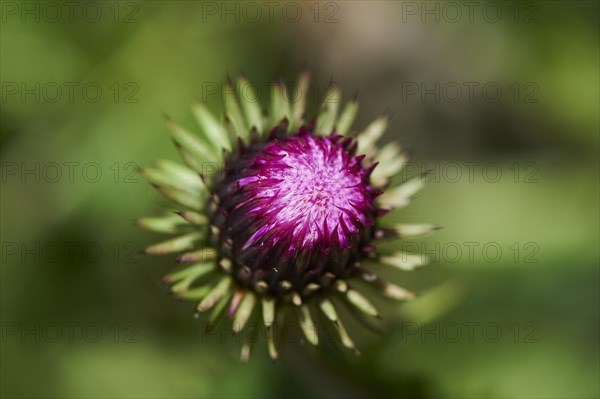 Alpine thistle (Carduus defloratus) blooming in the mountains at Hochalpenstrasse, Pinzgau, Salzburg, Austria, Europe