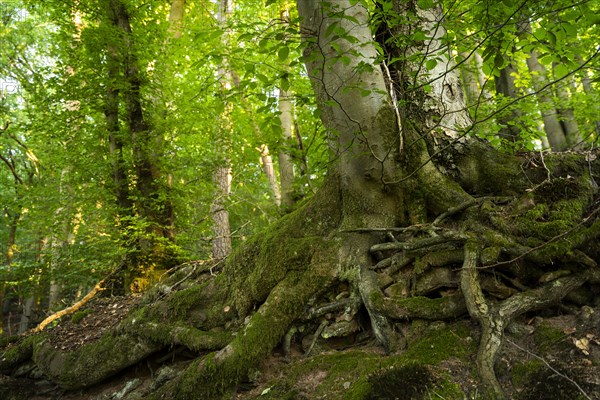 Trunk and root system of a Beech in a mixed forest. Neckargemuend, Kleiner Odenwald, Baden-Wuerttemberg, Germany, Europe