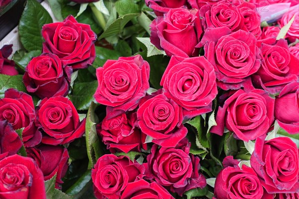 Dense ostrich of vivid red roses (Rose) in full bloom, flower sale, Central Station, Hamburg, Hanseatic City of Hamburg, Germany, Europe