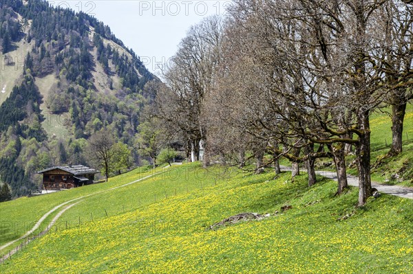 Dandelion meadow with avenue of trees, old farmhouse at the back in the historic mountain farming village of Gerstruben, Dietersbachtal, near Oberstdorf, Allgaeu Alps, Oberallgaeu, Allgaeu, Bavaria, Germanym