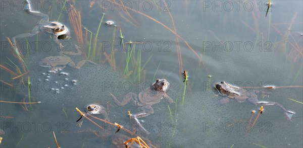 Common frog (Rana temporaria), amphibian of the year 2018, several animals swimming in a pond with fresh spawning balls during mating season, surrounded by a few stalks of aquatic plants, rushes in a pond, frog spawn, behaviour, reproduction, metamorphosis, Lueneburg Heath, Lower Saxony, Germany, Europe
