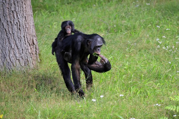 Bonobo, bonobo (Pan Paniscus), female, adult, young animal, foraging, Great ape, Primate, chimpanzee, captive