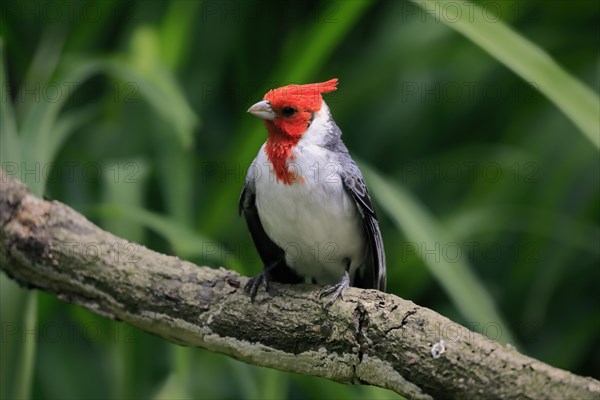 Red-crested cardinal (Paroaria coronata), adult, on tree, vigilant, captive, South America