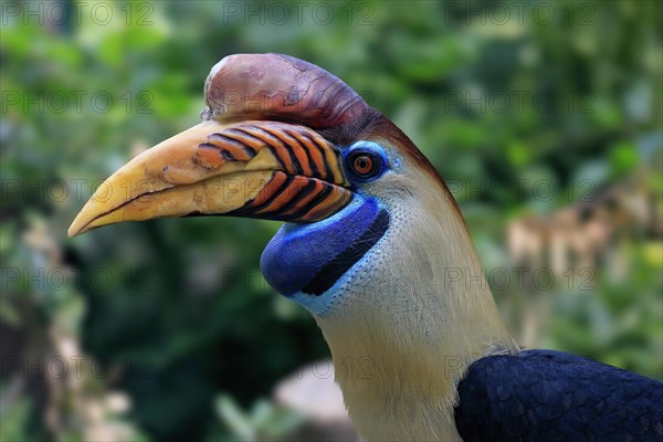 Knobbed Hornbill, (Rhyticeros cassidix), adult, portrait, captive