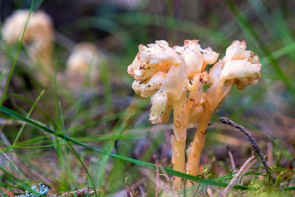 Dutchman's pipe (Monotropa hypopitys) a wild plant with no chlorophyll growing on the forest floor