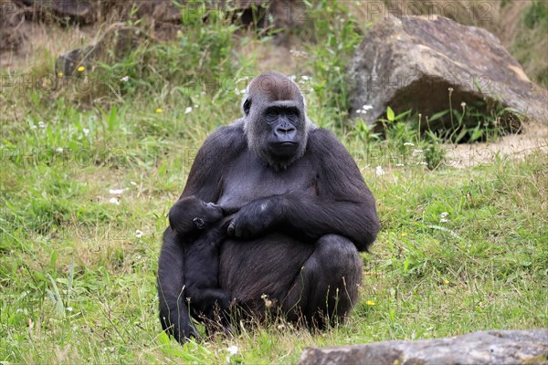 Western gorilla (Gorilla gorilla), adult, female, mother, young animal, baby, suckling, social behaviour, sitting, on ground, captive, western Africa