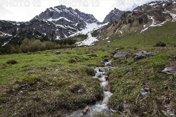 Shank through meadow, behind Widderstein and Kleiner Widderstein, Gemsteltal, Mittelberg, Kleinwalsertal, Vorarlberg, Allgaeu Alps, Austria, Europe