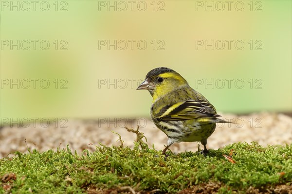 Eurasian siskin (Carduelis spinus), male sitting on moss, mossy ground, Wilnsdorf, North Rhine-Westphalia, Germany, Europe