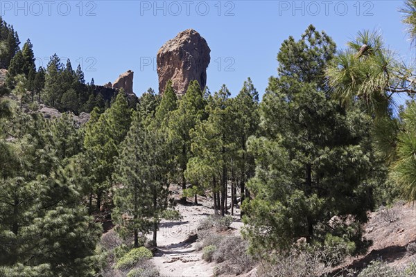 Mighty basalt rock Roque Nublo, also known as Cloud Rock, ascent through pine forest to the landmark and highest point of the island of Gran Canaria, Canary Islands, Spain, Europe