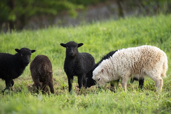Five lambs are standing in a meadow, three black, one brown and one white-brown. Ouessant sheep (Breton dwarf sheep) and Ouessant sheep mix