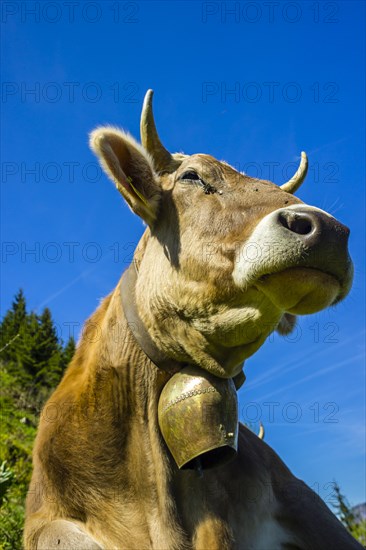 Single dairy cow, Allgaeu Brown cattle, alpine meadow, near Oberstdorf, Allgaeu, Bavaria, Germany, Europe