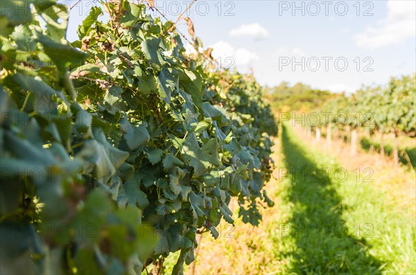 Vineyard of grapes in the Vale dos Vinhedos in Bento Goncalves, a gaucho wine