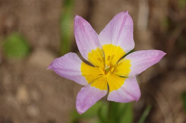 Tulip (Tulipa), yellow-pink coloured fully open flower, early bloomer, spring, Wilnsdorf, North Rhine-Westphalia, Germany, Europe