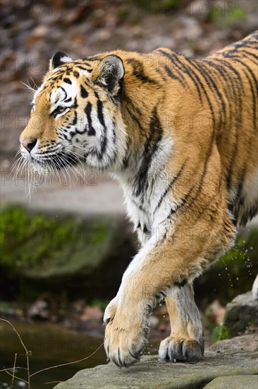 Siberian tiger or Amur tiger (Panthera tigris altaica) sneaking through the forest, captive, habitat in Russia