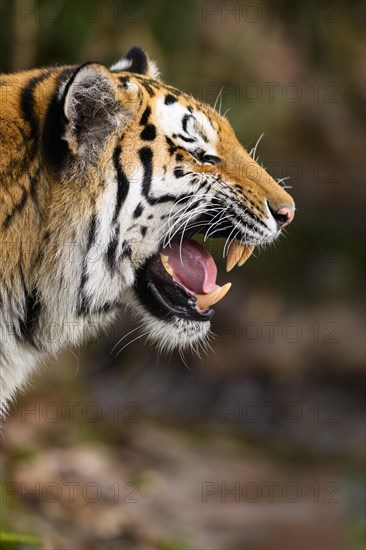 Portrait of a snarling Siberian tiger or Amur tiger (Panthera tigris altaica) in the forest, captive, habitat in Russia