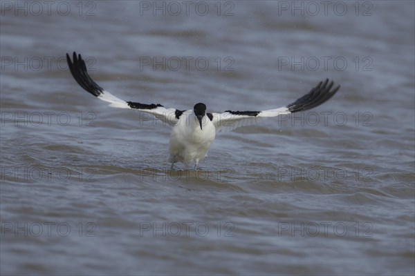 Pied avocet (Recurvirostra avosetta) adult bird flapping its wings in a lagoon, England, United Kingdom, Europe