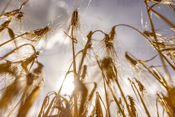 Golden, light-flooded barley field with breaking sunbeams and dramatic clouds in the sky from a frog's-eye view, Cologne, North Rhine-Westphalia, Germany, Europe