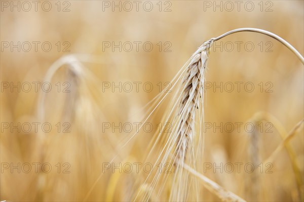 Macro shot of a single ear of barley in a cornfield against a golden background, Cologne, North Rhine-Westphalia, Germany, Europe