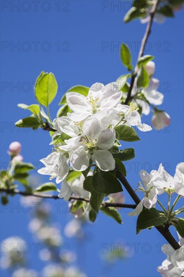 Close-up of white and pink Malus, 'Richelieu', Apple tree blossoms against a blue sky background in spring, Montreal, Quebec, Canada, North America