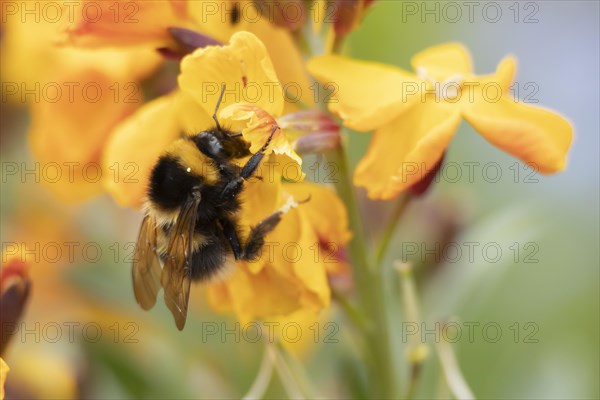 Buff tailed bumble bee (Bombus terrestris) adult feeding on a Wallflower flower, England, United Kingdom, Europe