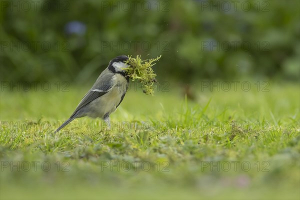 Great tit (Parus major) adult bird collecting moss for nesting material from a garden lawn, England, United Kingdom, Europe