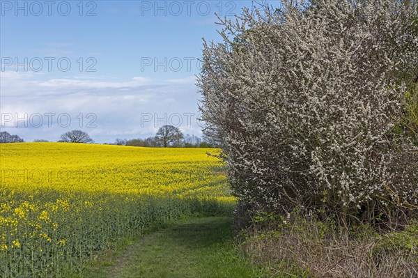 Rape field, flowering blackthorn, field path, Rabel, Schlei, Schleswig-Holstein, Germany, Europe