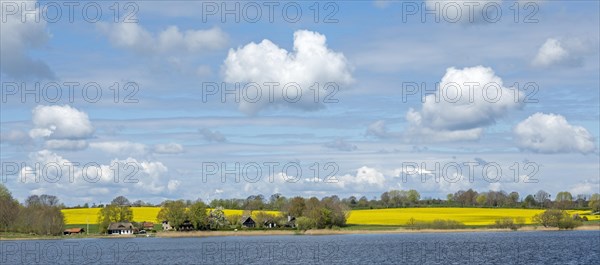 Rape field, clouds, trees, houses, Boknis, Ekenis, Schlei, Schleswig-Holstein, Germany, Europe