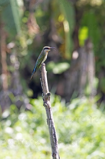 Blue-tailed bee-eater (Merops philippinus) sitting on a pole, Backwaters, Kumarakom, Kerala, India, Asia