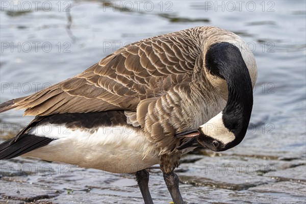 A Canada goose (Branta canadensis) preens its plumage, bank of the Main, Offenbach am Main, Hesse, Germany, Europe