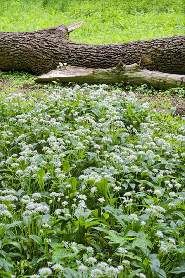 Wild garlic blossom (Allium ursinum) in the Leipzig riparian forest in spring, Leipzig, Saxony, Germany, Europe