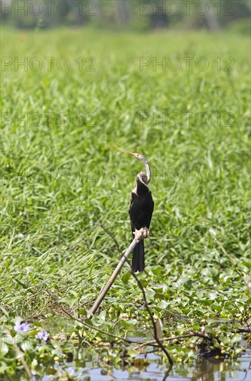 Oriental Darter (Anhinga melanogaster), Backwaters, Kumarakom, Kerala, India, Asia