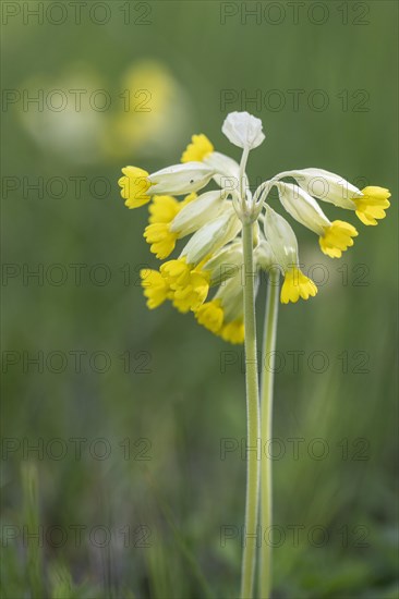 Common cowslip (Primula veris), Thuringia, Germany, Europe