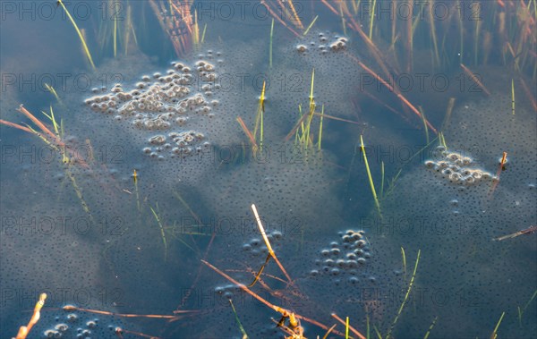 Frog spawn of the Common frog (Rana temporaria), amphibian of the year 2018, several large, fresh spawn balls floating in a pond during mating season, surrounded by a few stalks of aquatic plants, rushes in a pond, reproduction, metamorphosis, Lueneburg Heath, Lower Saxony, Germany, Europe