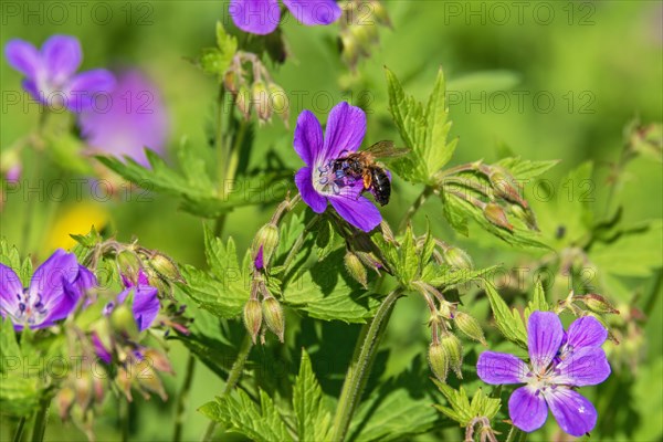 Flowering Wood cranesbill (Geranium sylvaticum) with a pollinating bee