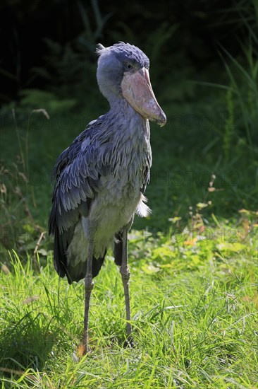 Shoebill (Balaeniceps rex), adult, foraging, captive