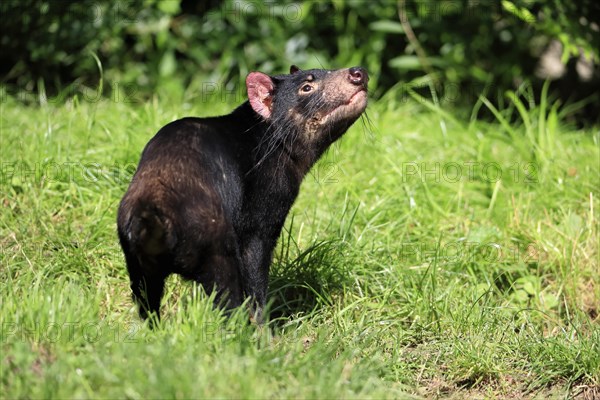 Tasmanian devil (Sarcophilus harrisii), adult, vigilant, captive, Tasmania, Australia, Oceania